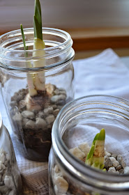 Neighbor Gift Idea: Paperwhites planted in Mason Jars