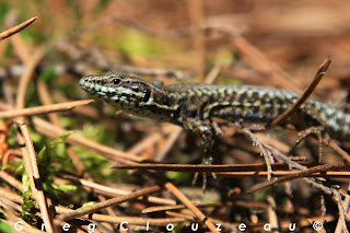 LE LEZARD DES MURAILLES (Podarcis muralis) 