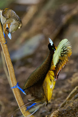 Magnificent Bird of Paradise,Cicinnurus Magnificus, Paradisaeidae Family.