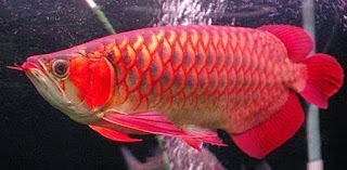 cara ternak ikan arwana irian,cara ternak ikan arwana merah,cara ternak ikan arwana silver,cara ternak ikan arwana di aquarium,cara ternak ikan arwana di akuarium, 