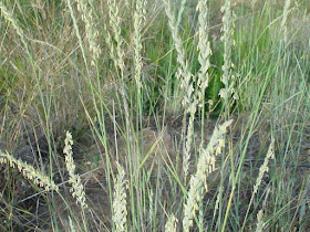 Informaci?n t?cnica de la Grama de las boticas * Nombre cient?fico: Agropyrum repens * Familia: Gram?neas * Sinonimia: Quecke (alem?n); chiendent commum (franc?s); couchgrass, twitchgrass (ingl?s); gramigna (italiano); grama, grama-branca, grama-comum, grama-das-ferm?cias, grama-de-ponta, trigo-selvagem (portugu?s). * 1 * 2 * 3 * 4 * 5 Grama de las boticas Incontestablemente uno de los mejores depurativos naturales, la grama de las boticas tambi?n produce excelentes resultados en el tratamiento de inflamaciones de la vejiga, ri?ones e intestinos, c?lculos biliares, afecciones hep?ticas, gota, reumatismo y fiebres. En Francia se prepara con su ra?z una infusi?n calmante muy popular. Cultivo de la Grama de las boticas Planta silvestre. Indicaciones de uso de la Grama de las boticas * Depurativo - Decocci?n: hervir en tres litros de agua durante una hora los siguientes ingredientes: 5Og de rizoma de grama de las boticas, 15g de ra?z de orozuz, 20g de ra?z de zarzaparrilla y 150g de ra?z de diente de le?n. Filtrar la decocci?n, guardarla en una botella y beber tres tazas por d?a. El tratamiento se debe prolongar durante aproximadamente dos semanas. * Diur?tico - Infusi?n: verter en medio litro de agua hirviendo 20g de rizoma de grama de las boticas y dejar entibiar. Filtrar, dulcificar poco y beber una taza cada hora. * Fibre, est?mago e intestino (inflamaci?n) - Decocci?n: dejar en maceraci?n en un litro y 200g de agua fr?a, 30g de rizoma de grama de las boticas machacado, 10g de ra?z de orozuz y 10g de cebada pelada. Despu?s de dos horas, poner al fuego y dejar hervir hasta que se evaporen unos 200g de agua. Filtrar y beber en tacitas durante el d?a. En caso de inflamaci?n del est?mago o intestino, beber dos o tres tacitas.