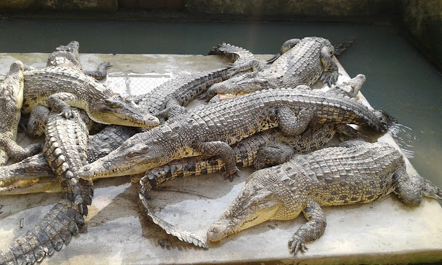 Penangkaran Buaya Asam Kumbang Medan 