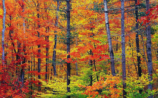 Vibrant Autumn Colors