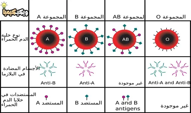 فصائل الدم والعامل الريصي - عامل ريزوس