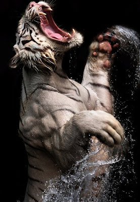 White Tiger Photo