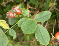 Rosehips