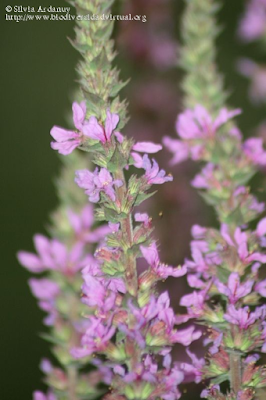 http://www.biodiversidadvirtual.org/herbarium/Lythrum-salicaria-L.-img181552.html