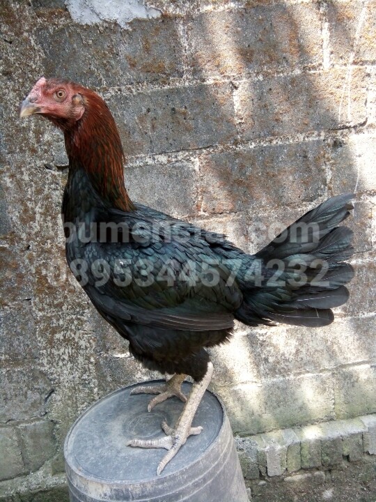 Betina Ayam Thailand F1 Import