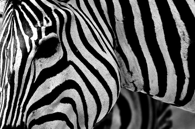 why+do+zebras+have+stripes اسئلة عن الحيوانات تتبادر عل اذهاننا مُنذ صغرنا ، فما هي اجابتها ؟