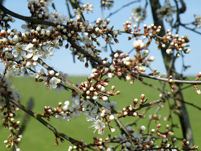 Blacktorn buds