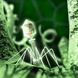 Virus