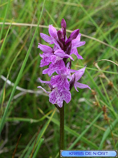 Dactylorhize tacheté - Orchis maculé - Orchis tacheté - Dactylorhiza maculata 