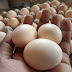 Eggs of Fancy Hens available