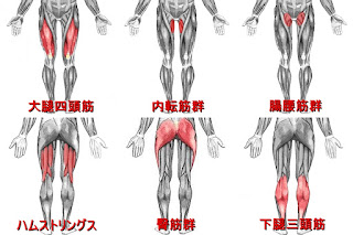 下半身の自宅ダンベル筋トレ 大腿四頭筋 ハムストリングスそれぞれの鍛え方 公式 公益社団法人 日本パワーリフティング協会