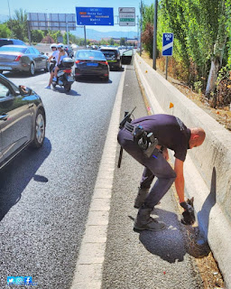 Policía Local de Granada salva a un gato en una arriesgada misión de rescate