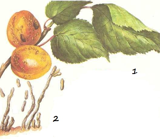 Парша абрикоса, персика и сливы