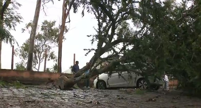 Caso mais grave ocorreu em frente ao Hospital Antônio Targino, onde dois carros estacionados foram atingidos e parte da rede elétrica danificada com a queda de uma árvore (Foto: PMCG/Divulgação)