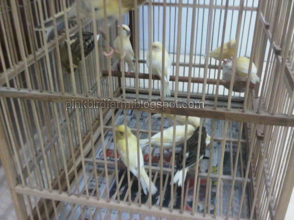 KENARI ANAKAN KUNING  PINK BIRD FARM