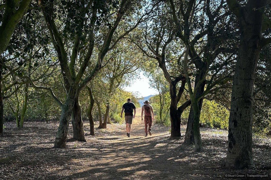 Tree lined avenue. Hikers walking ahead.