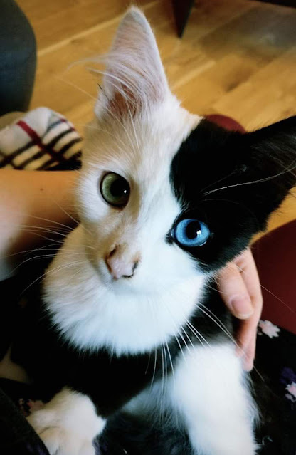 World of Bi-Colour Cats
