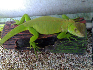 iguana jenis
