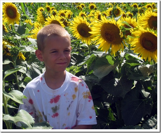 Sunflowers 3