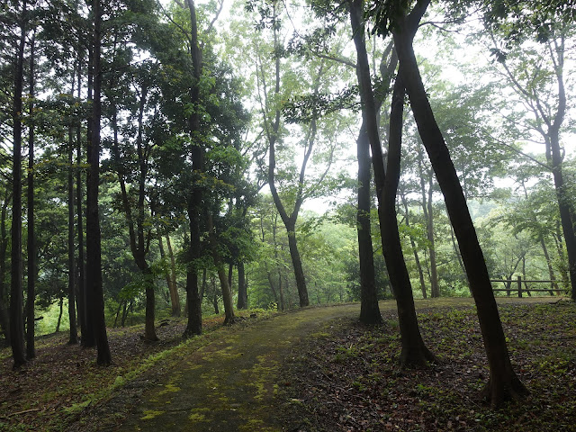 鳥取県西伯郡大山町妻木 鳥取県立むきばんだ史跡公園　弥生の森　遊歩道