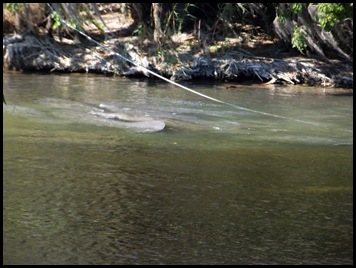 Tuesday at Blue Spring 022