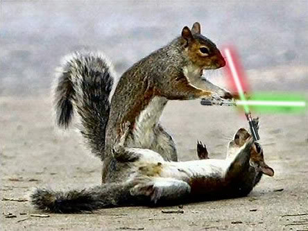 Squirrels with Lightsabers - Source: Animals with Lightsabers