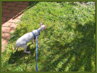 Merlin outside on his harness