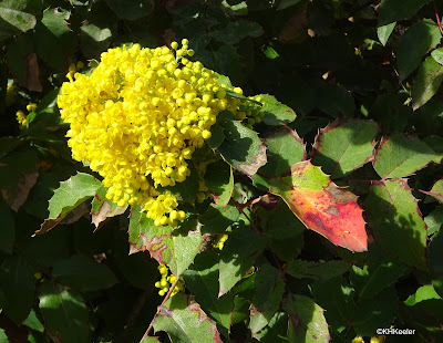 flower head of Oregon grape, Berberis aquifolium or Mahonia aquifolia