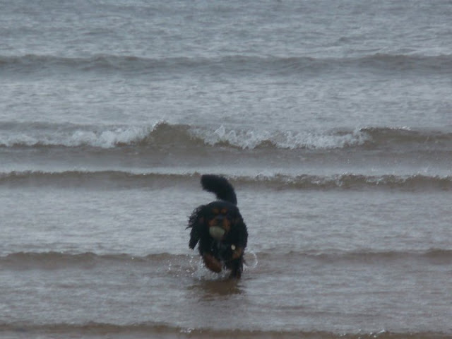 Black and tan cavalier king charles spaniel