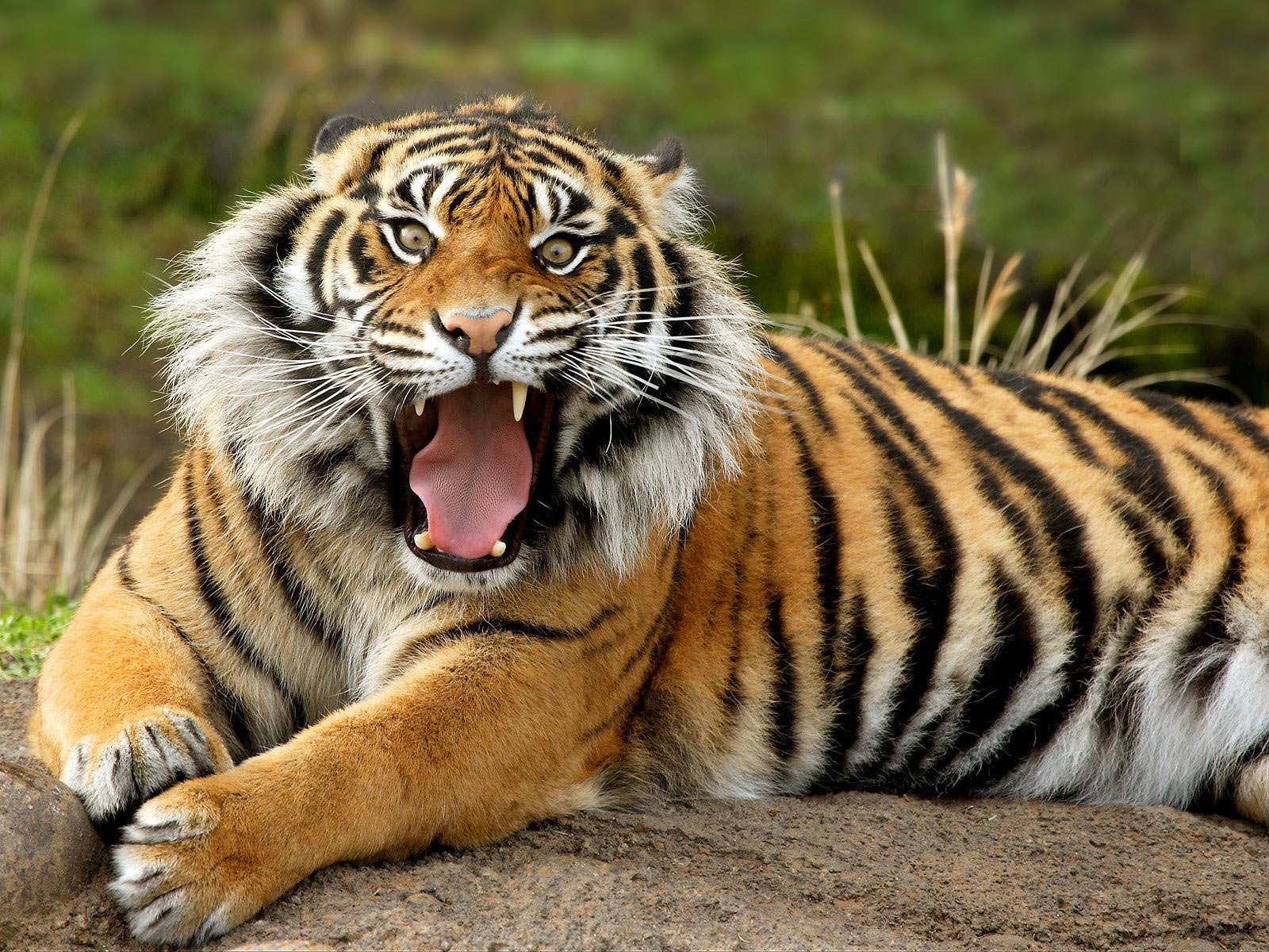 Animal Bengal Tiger