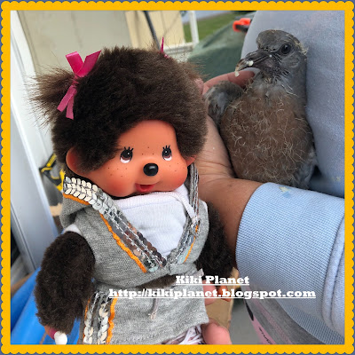 kiki monchhichi zépyrin pigeon oiseau oisillon pigeonneau