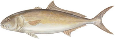 Greater Amberjack (Seriola dumerili)