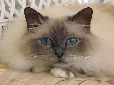 Kucing Birman lucu