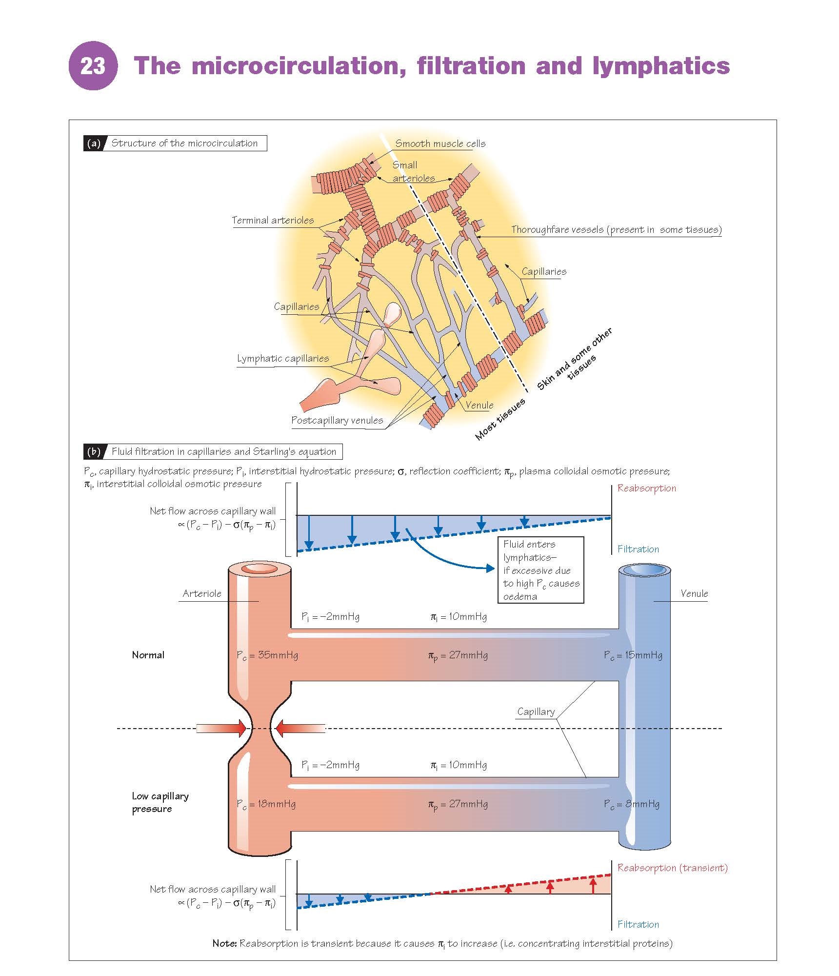 The Microcirculation, Filtration And Lymphatics