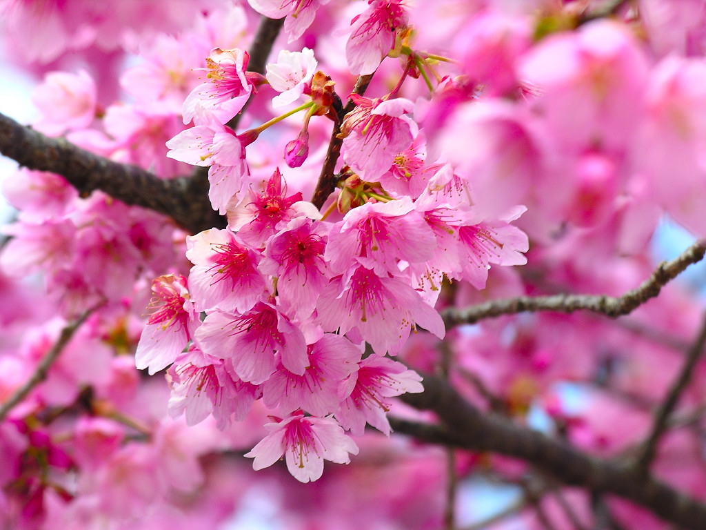 types of flowers you can grow