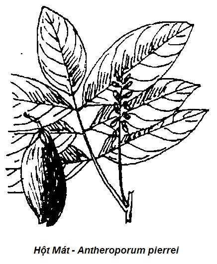 Hình vẽ Cây Hột Mát - Antheroporum pierrei-Nguyên liệu làm thuốc Có Chất Độc