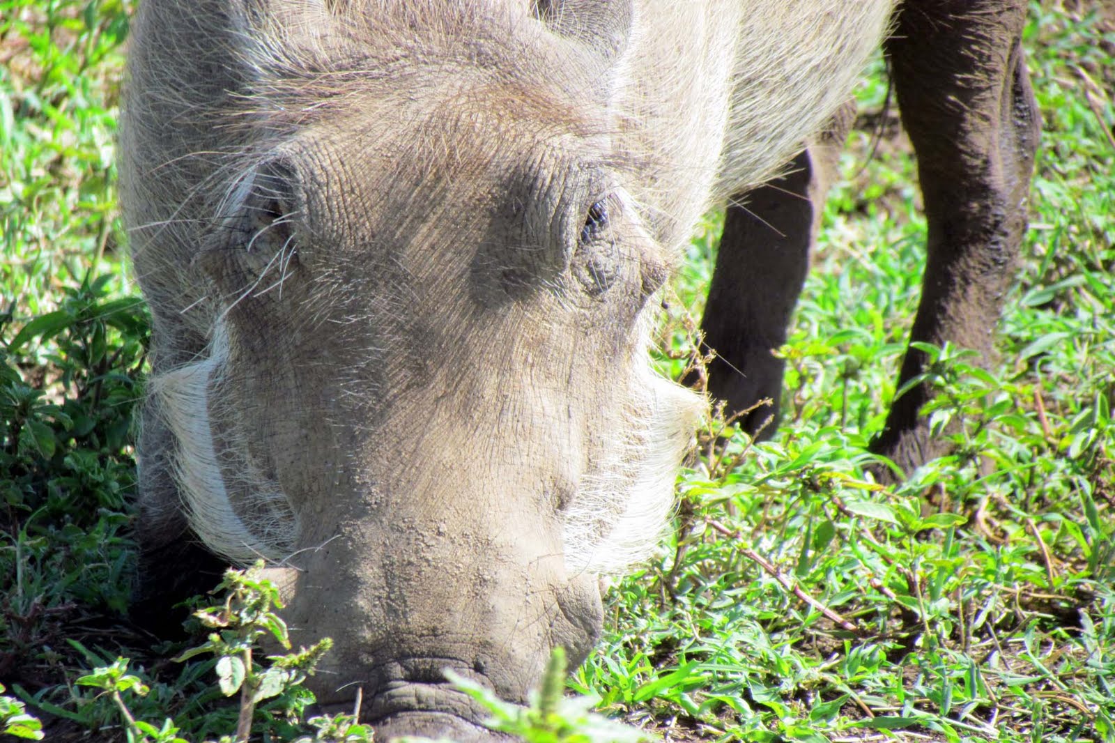 Ngorongoro Conservation Area | Desktop Wallpapers