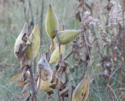 milkweed pods