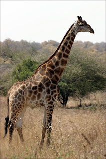 Encyclopedia: Giraffe