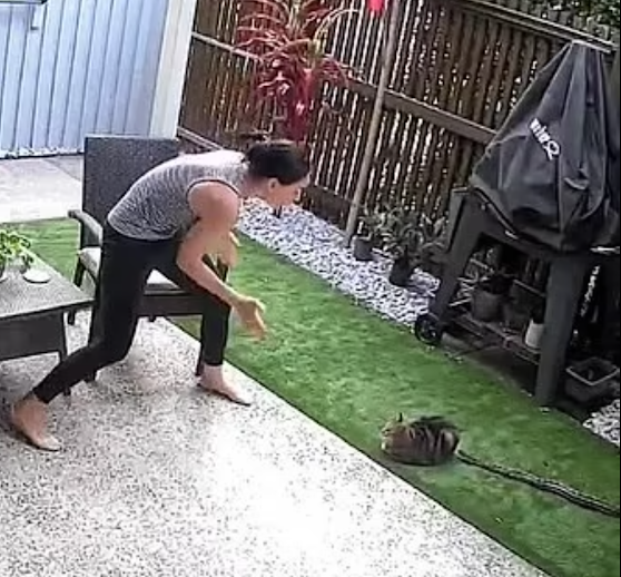 Screams from mother and daughter as carpet python attacks their cat