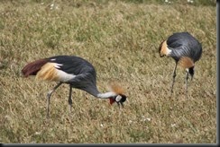 IMG_8524