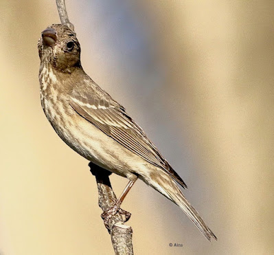 Common Rosefinch