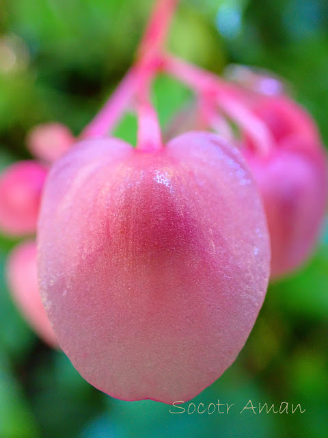 Begonia grandis