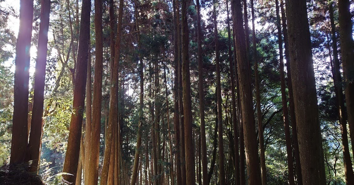 [遊記] 觀霧瀑布步道：晨曦中的淙淙水聲