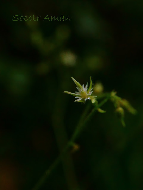 Stellaria monosperma