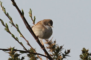 Whitethroat