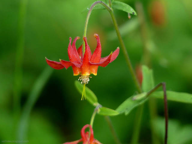 10: red flower with five spurs at the back